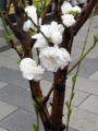 f:id:TeramotoM:20160403093752j:image:medium
