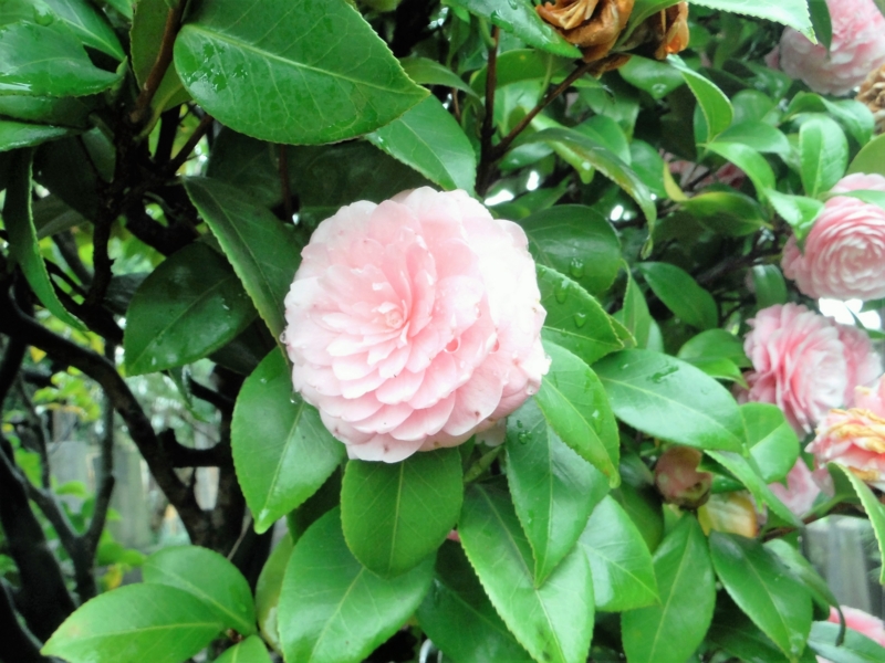 f:id:TeramotoM:20160407164827j:image:w360