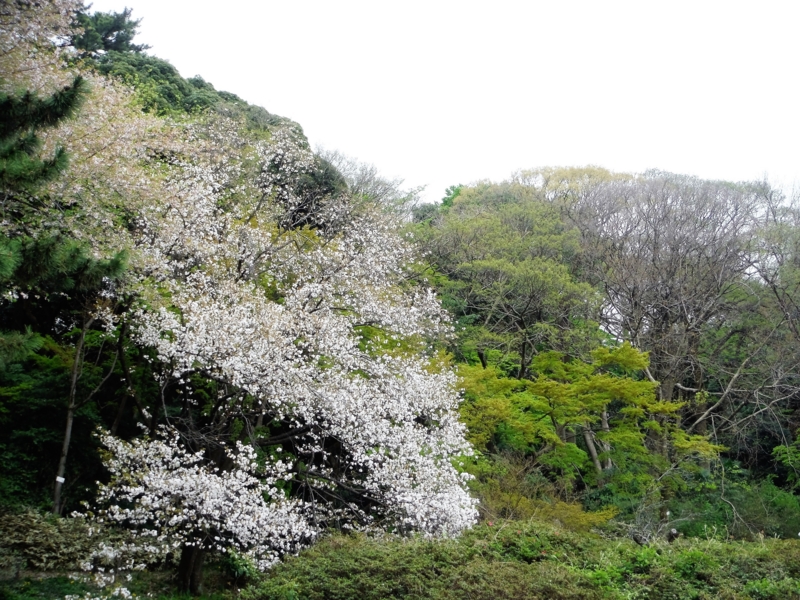 f:id:TeramotoM:20160409153254j:image:w360