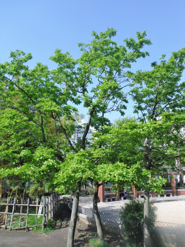 f:id:TeramotoM:20160415090446j:image:w360