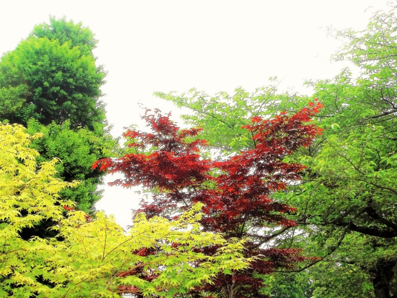 f:id:TeramotoM:20160502155630j:image:w360