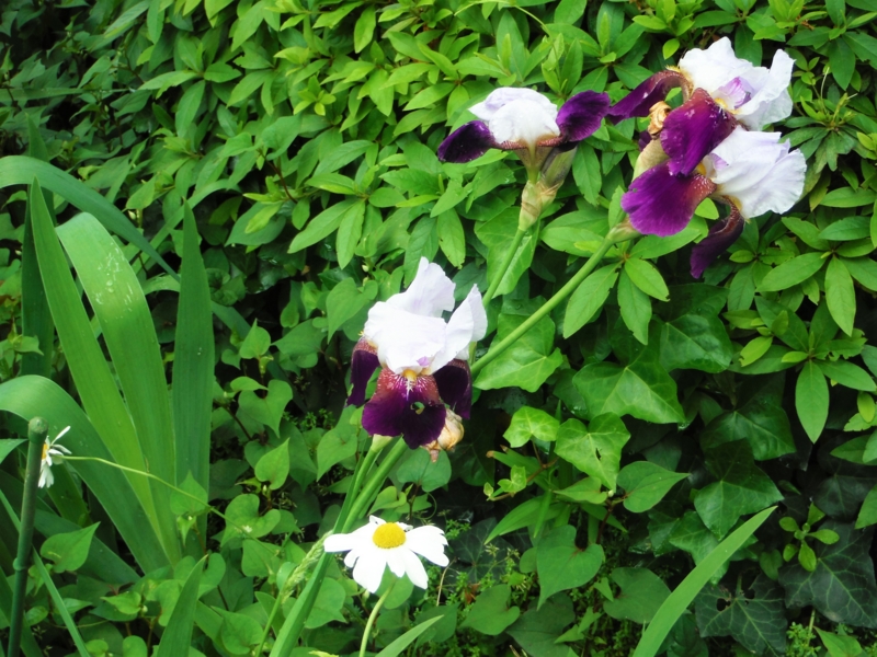 f:id:TeramotoM:20160510102950j:image:w360