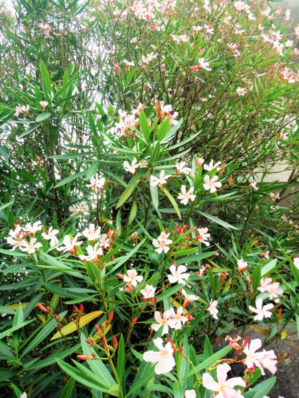 f:id:TeramotoM:20160604155410j:image:w360
