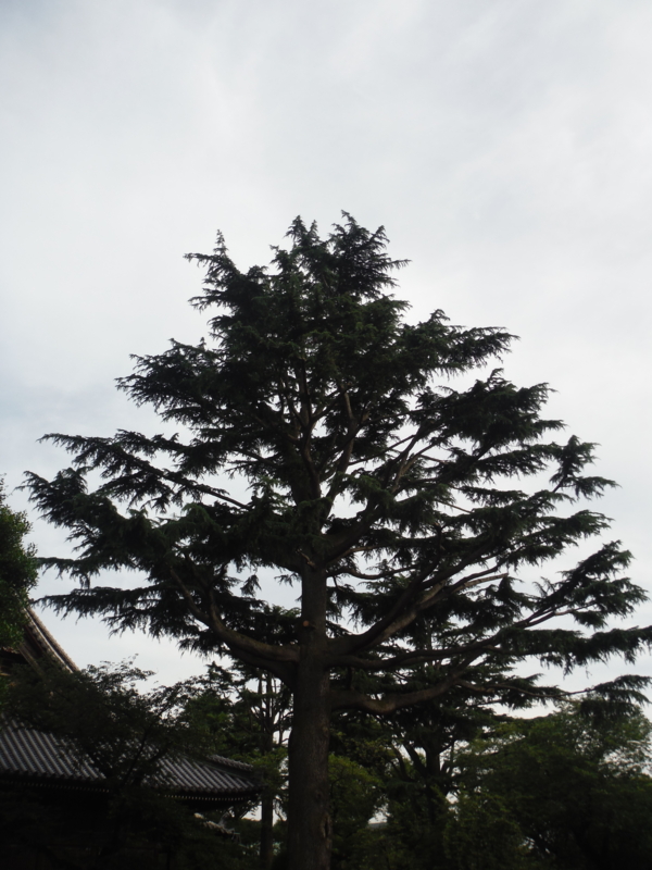 f:id:TeramotoM:20160611165130j:image:w360