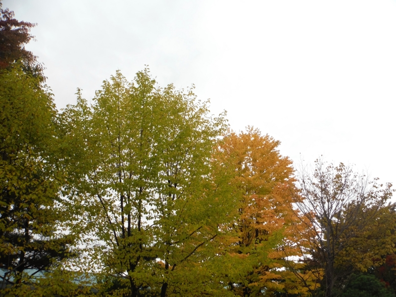 f:id:TeramotoM:20161017113145j:image:w360