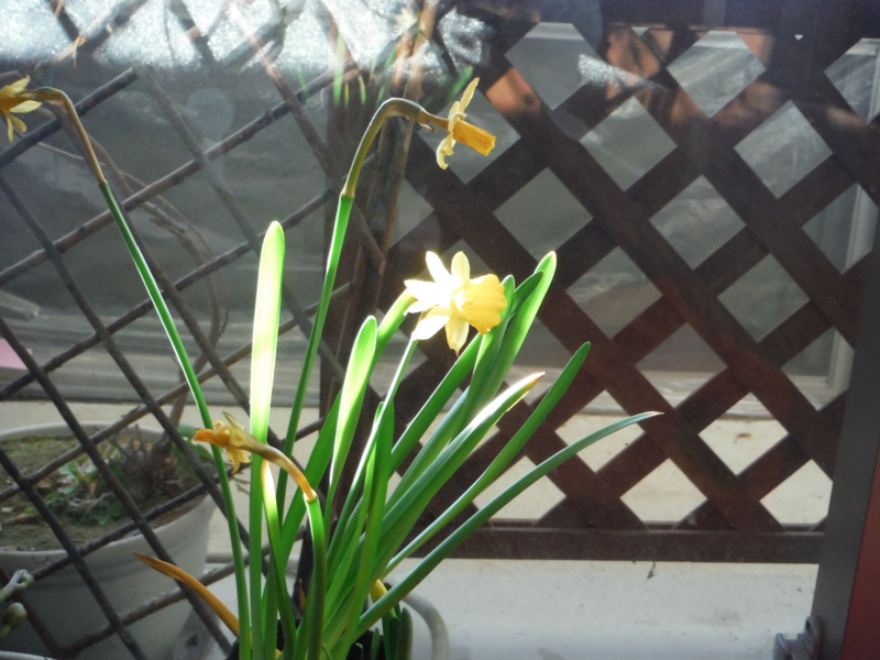 f:id:TeramotoM:20170303071105j:image:w360