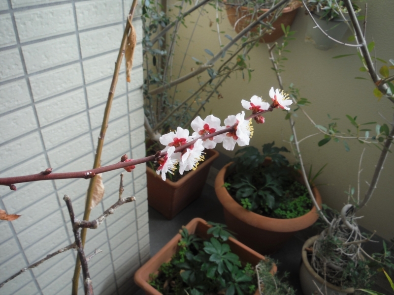 f:id:TeramotoM:20180226115532j:image:w360 f:id:TeramotoM:20180226115532j:image:w360