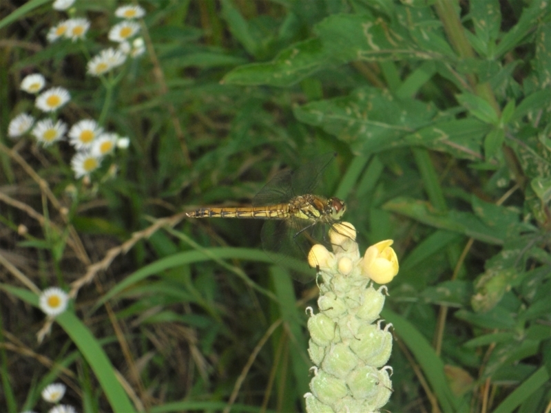 f:id:TeramotoM:20180622173618j:image:w360 f:id:TeramotoM:20180622173618j:image:w360