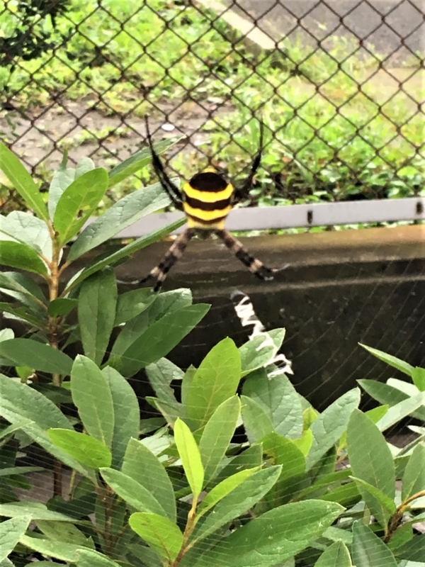 f:id:TeramotoM:20180707084818j:image:w360