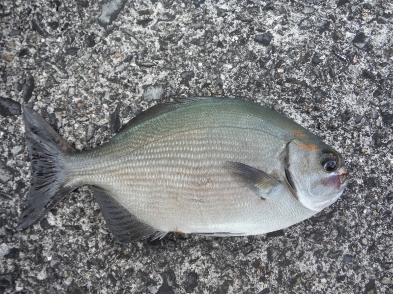 f:id:TeramotoM:20180713163334j:image:w360