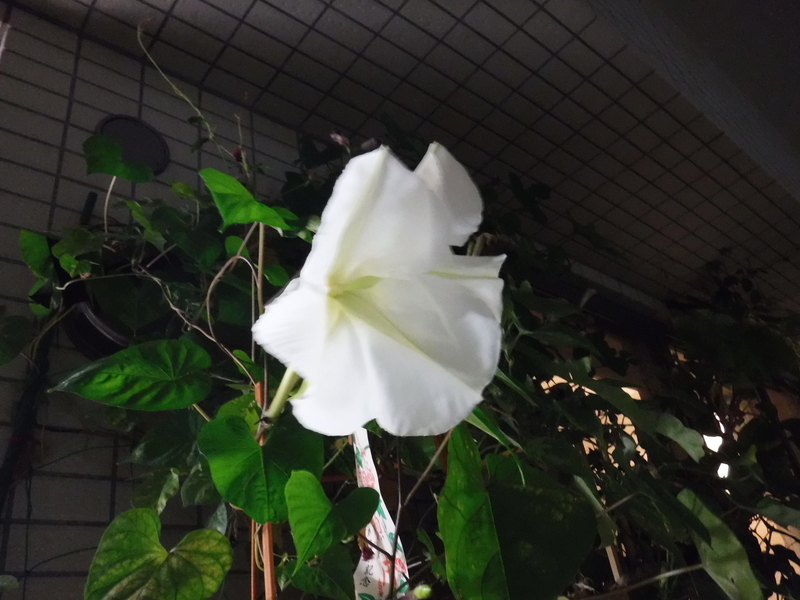 f:id:TeramotoM:20180929180902j:image:w360