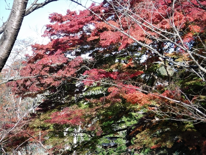 f:id:TeramotoM:20181114102136j:image:w360