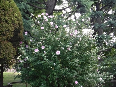 f:id:TeramotoM:20190819123401j:plain