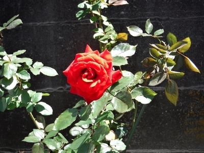 f:id:TeramotoM:20190829180541j:plain