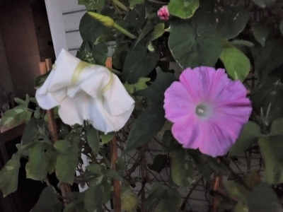 f:id:TeramotoM:20191027104753j:plain f:id:TeramotoM:20191027104753j:plain