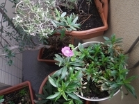 f:id:TeramotoM:20191103065746j:plain