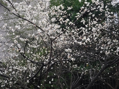 f:id:TeramotoM:20200204145540j:plain