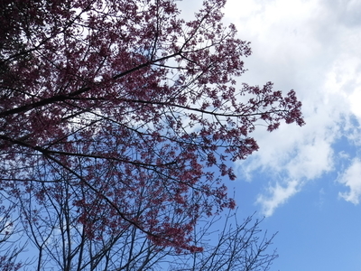 f:id:TeramotoM:20200311150704j:plain f:id:TeramotoM:20200311150704j:plain