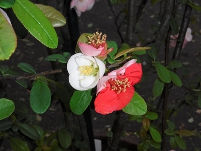 f:id:TeramotoM:20200328063135j:plain
