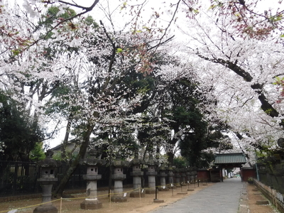 f:id:TeramotoM:20200328063348j:plain