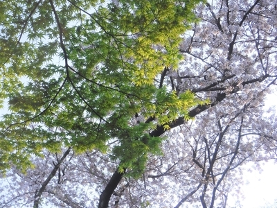 f:id:TeramotoM:20200403065114j:plain
