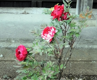 f:id:TeramotoM:20200415064524j:plain f:id:TeramotoM:20200415064524j:plain