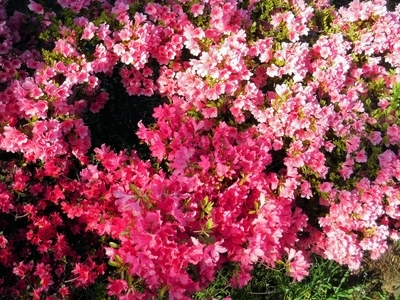 f:id:TeramotoM:20200419161041j:plain