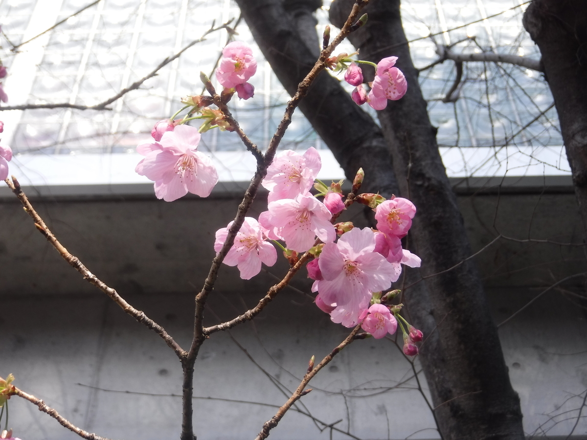 f:id:TeramotoM:20210311150245j:plain