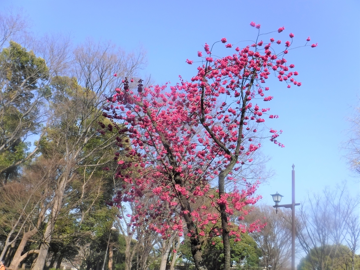 f:id:TeramotoM:20210311150856j:plain