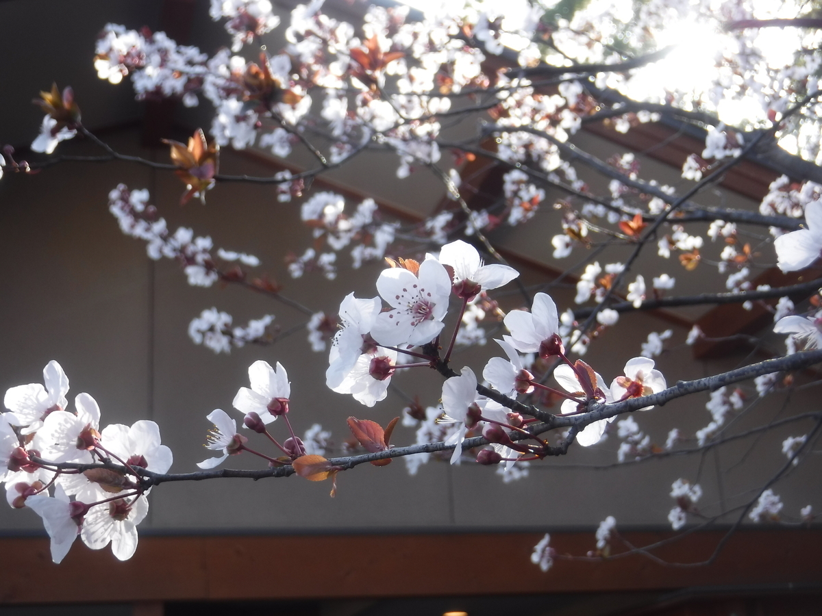 f:id:TeramotoM:20210311151108j:plain