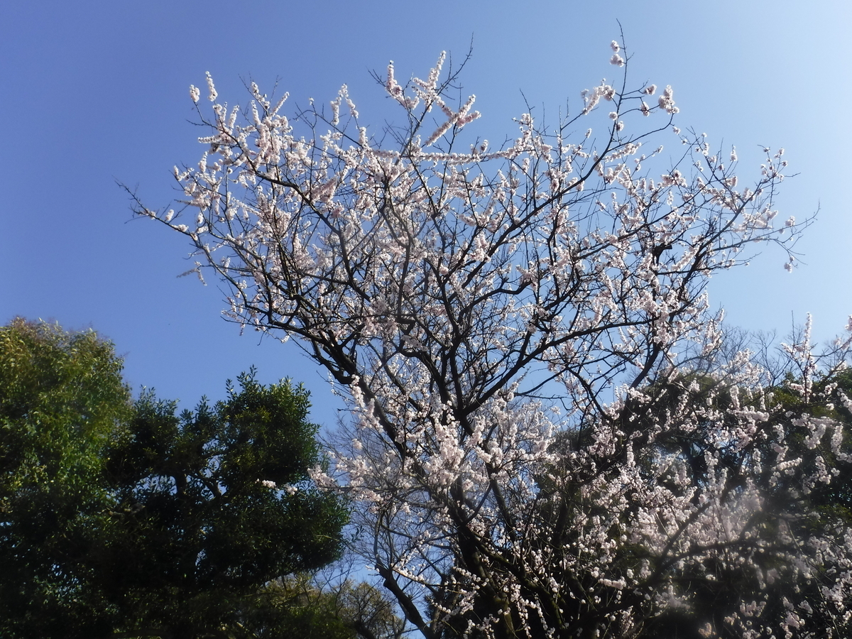 f:id:TeramotoM:20210311151548j:plain