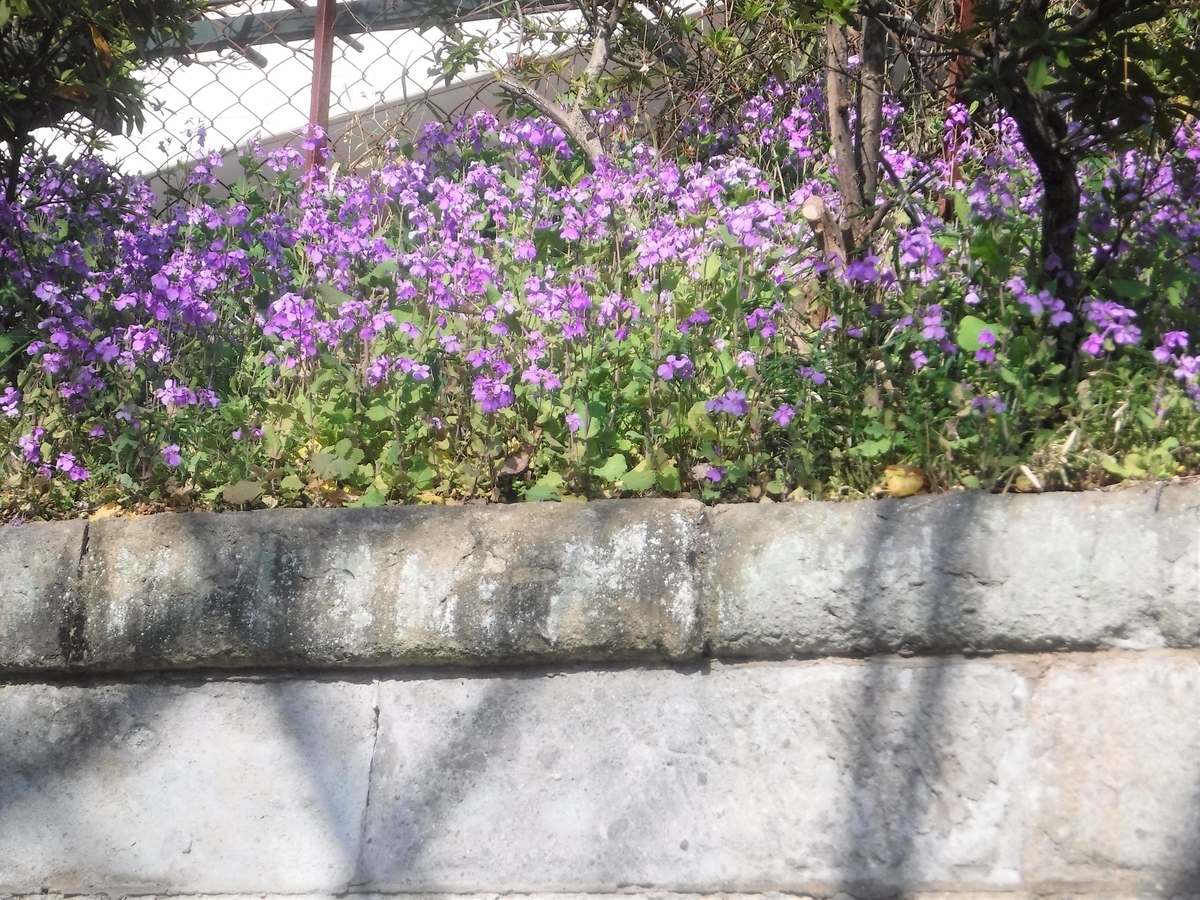 f:id:TeramotoM:20210311151836j:plain