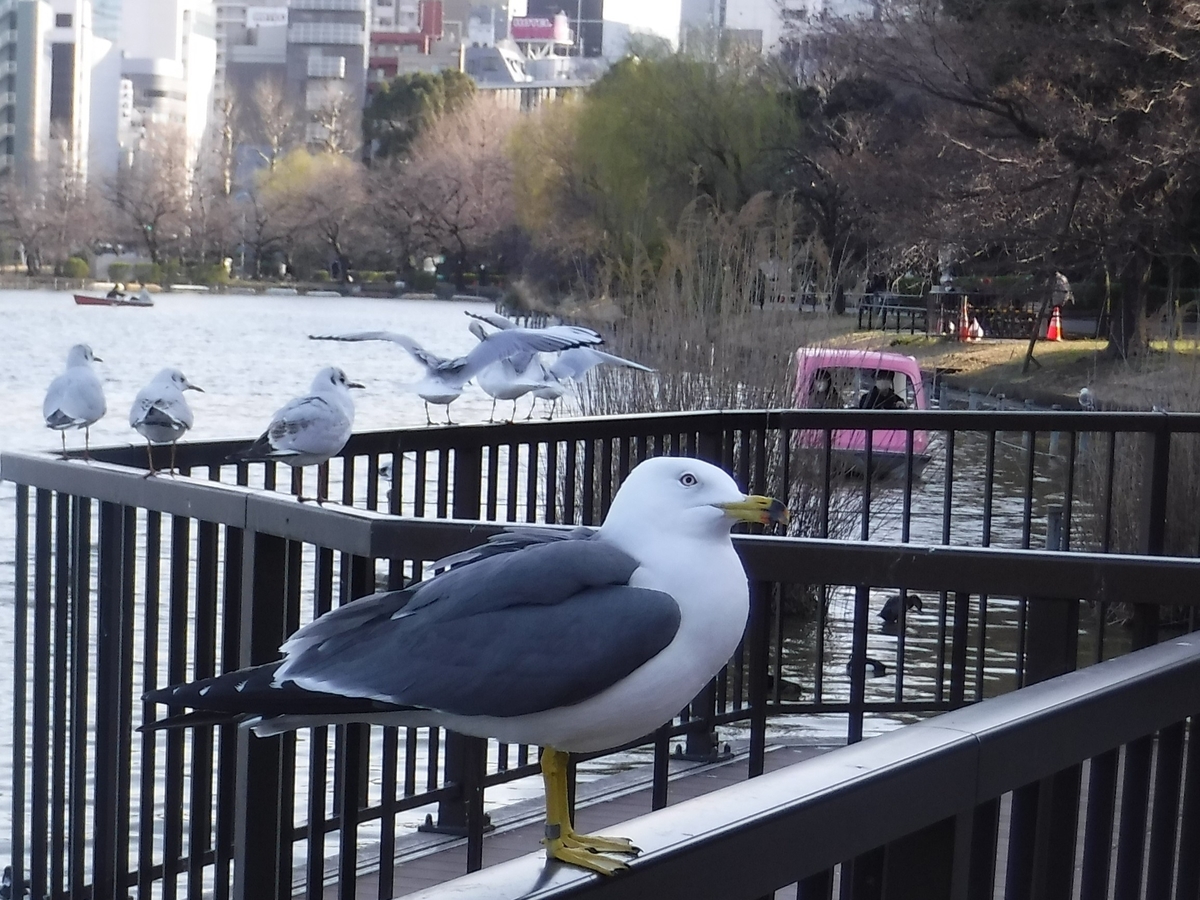 f:id:TeramotoM:20210311154318j:plain