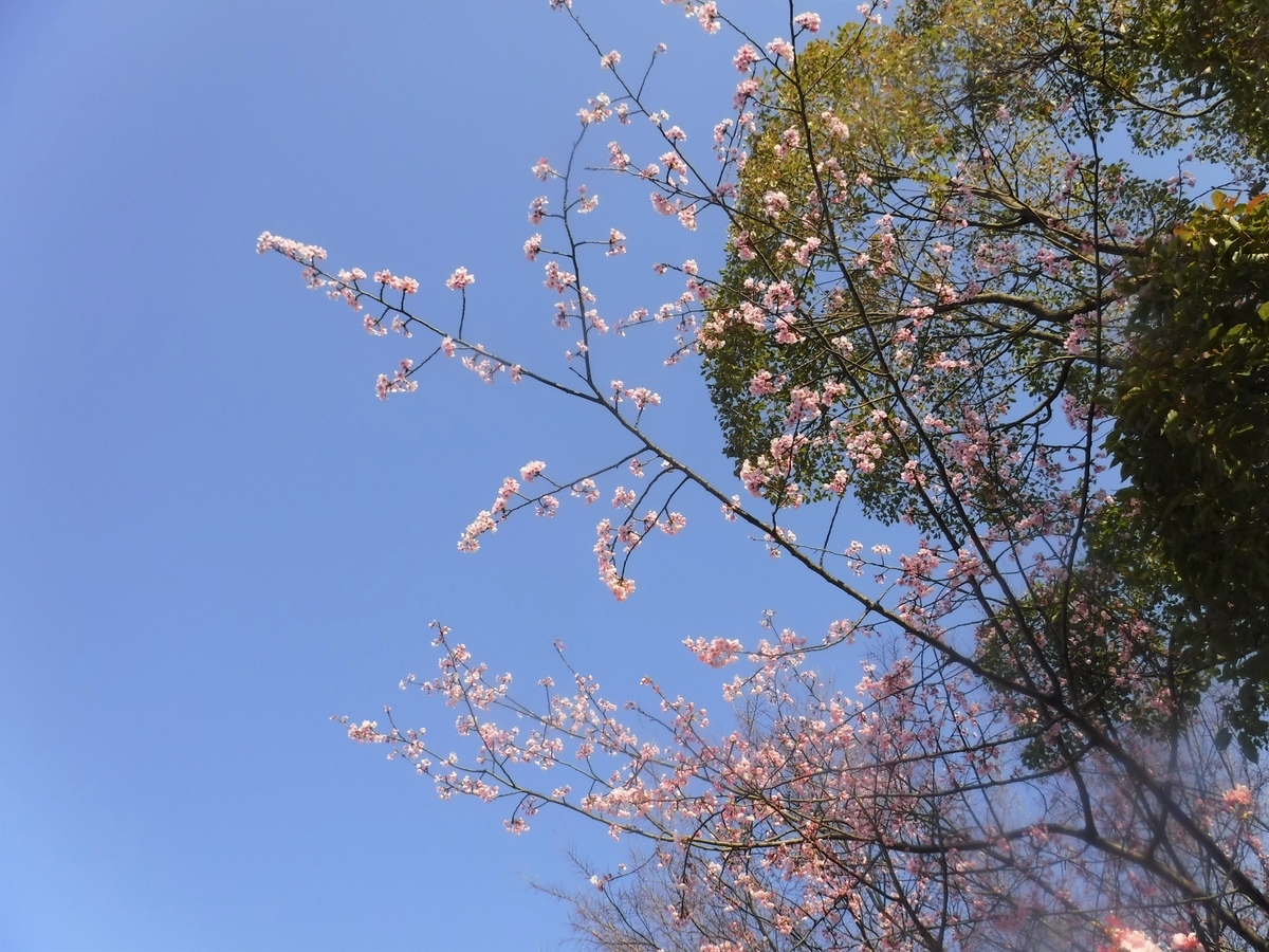f:id:TeramotoM:20210311160425j:plain