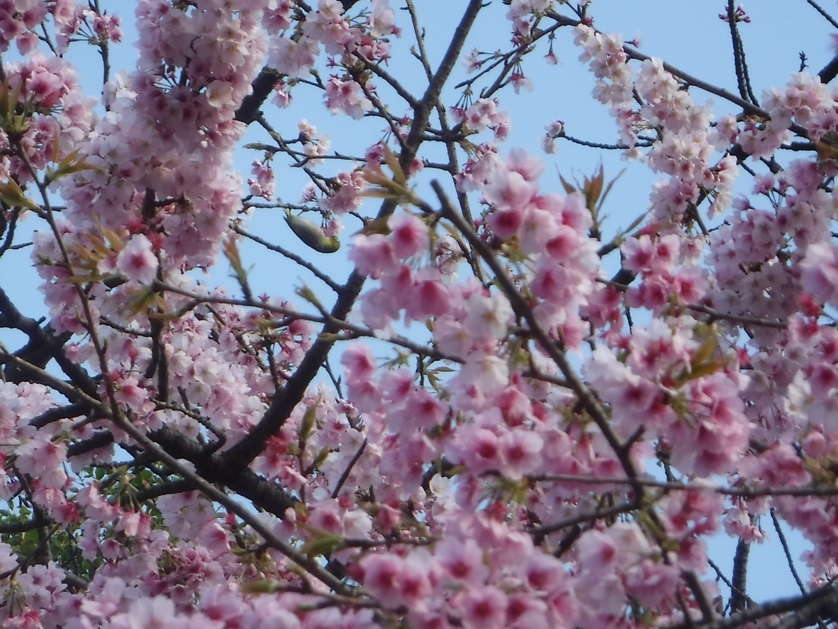 f:id:TeramotoM:20210311164735j:plain