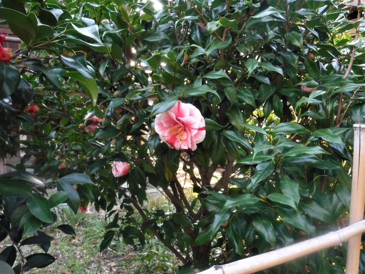 f:id:TeramotoM:20210311164957j:plain