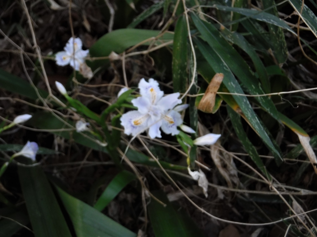 f:id:TeramotoM:20210311165428j:plain