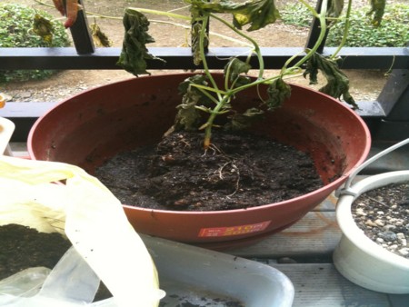 f:id:TerasawaT:20110628103010j:image