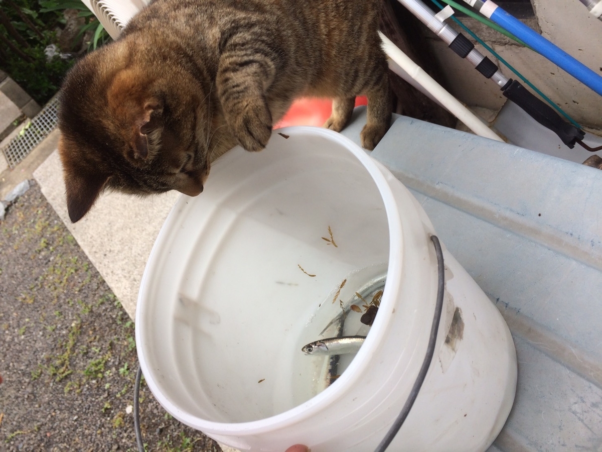 f:id:Terimakasih:20190503200436j:plain f:id:Terimakasih:20190503200436j:plain