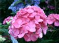 [北海道][花]紫陽花 @旭川 男山酒造 酒造り記念館