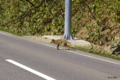 [北海道][動物]「お前の世話にはならねぇよ」