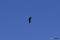 [北海道][鳥]蒼に独り