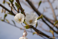 [北海道][花][桜]白桜
