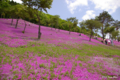 [北海道][花]「ももいろじゅうたん」 @滝上公園
