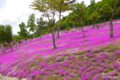 [北海道][花]「ももいろじゅうたん」 @滝上公園