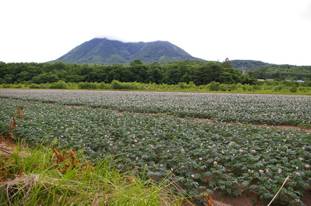 尻別岳と馬鈴薯畑