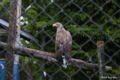 [北海道][鳥]保護中のオジロワシ