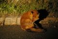 [北海道][知床][動物]闇に潜むキタキツネ I @知床半島