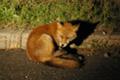 [北海道][知床][動物]闇に潜むキタキツネ II @知床半島