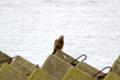 [北海道][鳥]トビ @春国岱